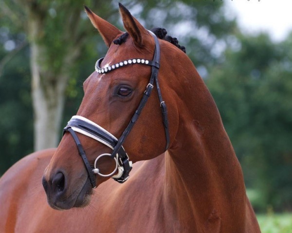 dressage horse Amely 31 (Westphalian, 2013, from Ampère)