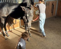 foal by Sophienhof‘s Charlotte (Austrian Warmblood, 2024, from Bloomingdale)