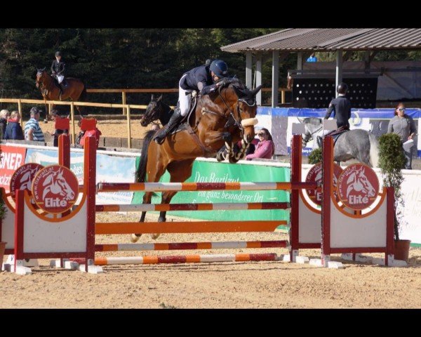 jumper Sumatra (Austrian Warmblood, 2012, from Boris Golden Pacer W)