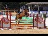 jumper Sumatra (Austrian Warmblood, 2012, from Boris Golden Pacer W)