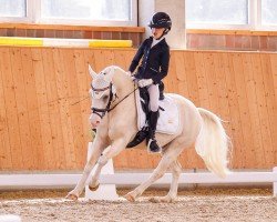 dressage horse Bluedyfas Levi (Welsh mountain pony (SEK.A), 2018)