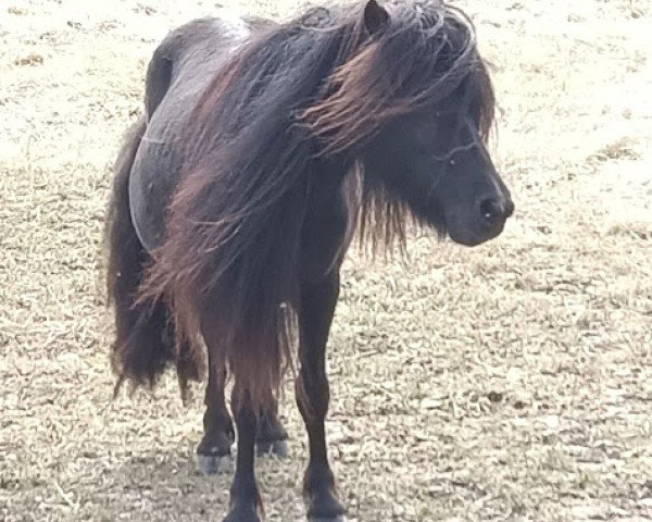 Pferd Qwen van de Vissershof (Shetland Pony, 2022, von Koen van de Zuid Caroline)