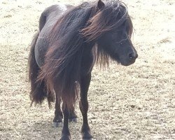 horse Qwen van de Vissershof (Shetland Pony, 2022, from Koen van de Zuid Caroline)