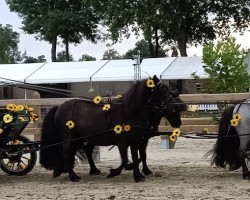 Pferd Femke van de Kamphoeve (Shetland Pony, 2012, von Levi van de Schaapshoeve)