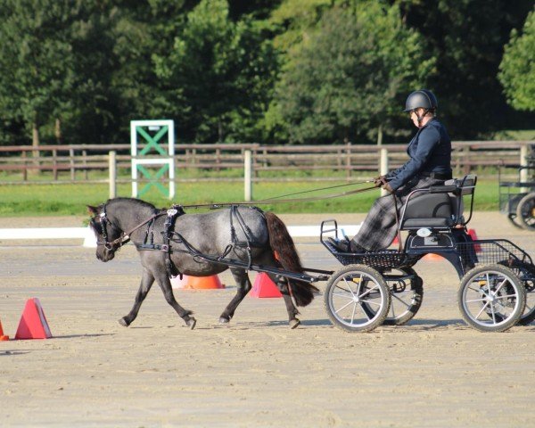 broodmare Nadia van Greoenedaal (Shetland Pony, 2019, from Heineken van Groenendaal)