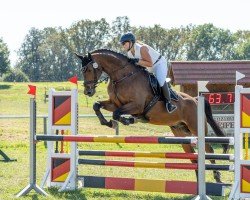 jumper Aladin 707 (German Sport Horse, 2013, from Accusé)