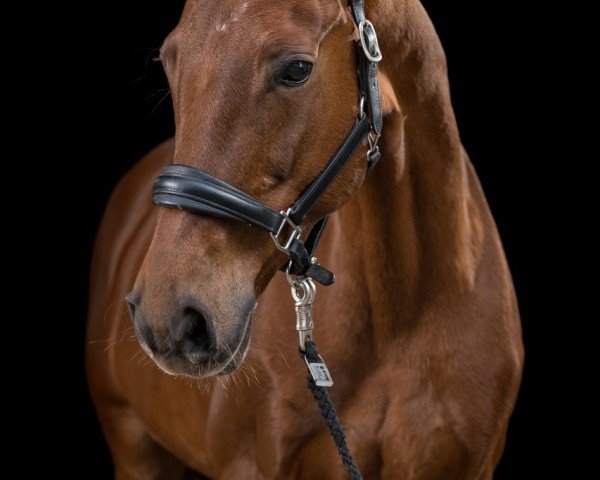 dressage horse Bibi - Blocksberg (Oldenburg, 2015, from Barroso)