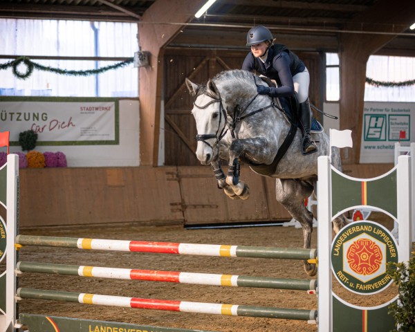 jumper Antonello Z (Zangersheide riding horse, 2015, from Asca Z)