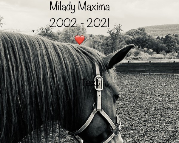 Springpferd Milady Maxima (Polnisches Warmblut, 2002)