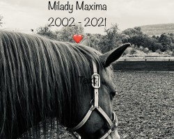 jumper Milady Maxima (Polish Warmblood, 2002)