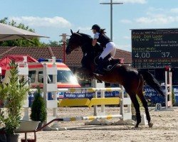 jumper Don Luxor (Hanoverian, 2013, from Don Index)