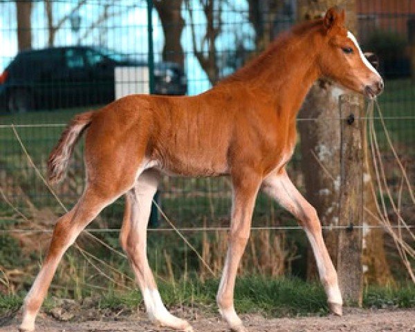 Fohlen von Oilily du Valchêne (Deutsches Reitpony, 2024, von Dallmayr K)