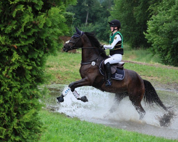 eventing horse Harmony Cb (Hanoverian, 2019, from Helium)