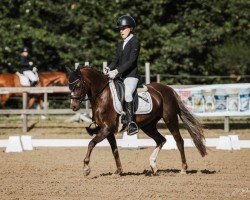 Dressurpferd Bunbury Cottonrose (Welsh Pony (Sek.B), 2012, von Millcroft Beluga)