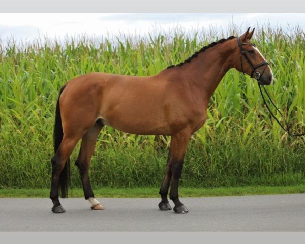 dressage horse Dimitrios P (Hanoverian, 2018, from Da Costa)