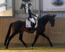 dressage horse Florentino 86 (Hanoverian, 2014, from Fürst Romancier)