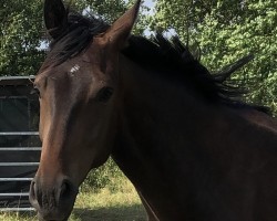 dressage horse Esposito P (Hanoverian, 2021, from El Salvador)