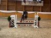 jumper Little Limbo (German Riding Pony, 2019, from Limbo Dance ZV)