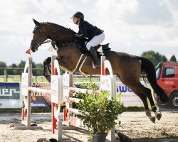 jumper Adeline 52 (Hanoverian, 2018, from Alaba 2)