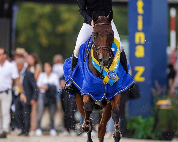 Springpferd Sascinora NRW (Westfale, 2018, von Stakkato Boy RM)