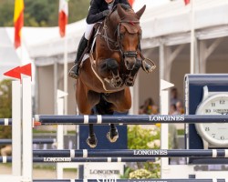 stallion Iron Dames Earl of Alice (German Sport Horse, 2018, from Eldorado vd Zeshoek Tn)