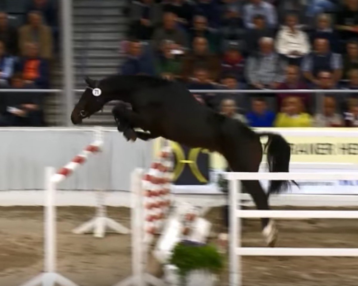 stallion Stakkato Boy RM (Hanoverian, 2013, from Stakkato)