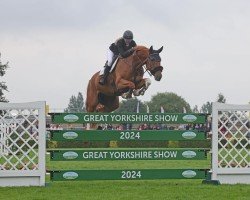 jumper Benfields Victory (anglo european sporthorse, 2016, from Billy Congo)