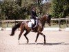 dressage horse Coco Sun S (German Sport Horse, 2016, from Christ)