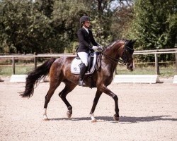 dressage horse Coco Sun S (German Sport Horse, 2016, from Christ)