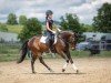 dressage horse Gislason (German Riding Pony, 2019, from Golden Grey NRW)