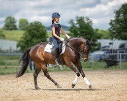 dressage horse Gislason (German Riding Pony, 2019, from Golden Grey NRW)