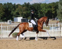 dressage horse Lepanto 37 (Rhinelander, 2010, from Lebenskünstler)