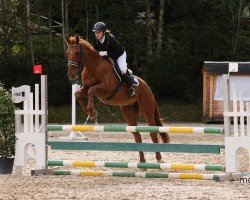 jumper Zupardi (KWPN (Royal Dutch Sporthorse), 2004)