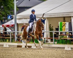 dressage horse Cristino 4 (unknown, 2018)