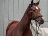 dressage horse Luiz Enrique (Rhinelander, 2012, from Lord Carnaby)