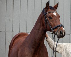 dressage horse Luiz Enrique (Rhinelander, 2012, from Lord Carnaby)