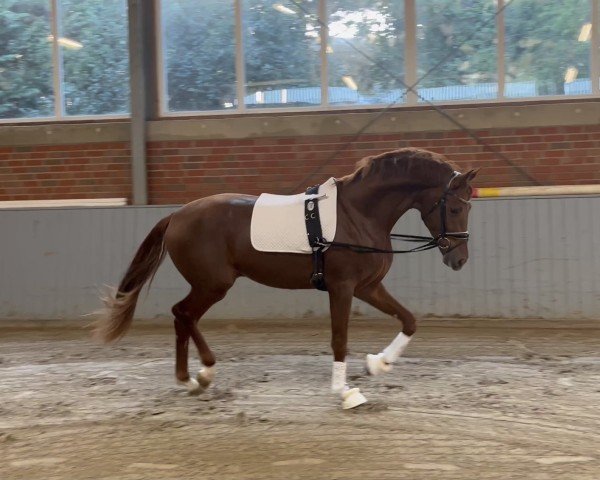 dressage horse Von Herzen Vreddie (Oldenburg, 2021, from Vivino)