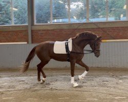 dressage horse Von Herzen Vreddie (Oldenburg, 2021, from Vivino)