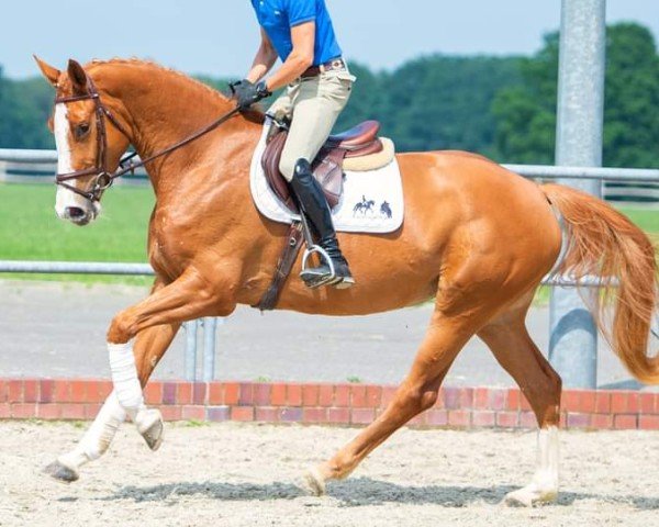 Zuchtstute Juvia VEC (Holsteiner, 2017, von Balou du Rouet)