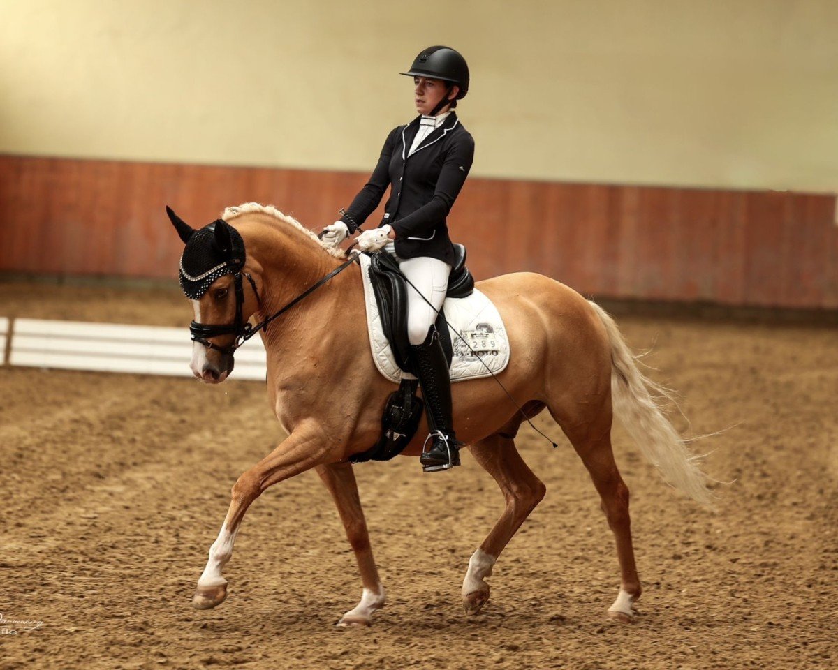 dressage horse Daily Gold (German Riding Pony, 2018, from Danny Gold)