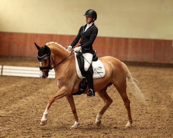 Dressurpferd Daily Gold (Deutsches Reitpony, 2018, von Danny Gold)