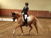 dressage horse Daily Gold (German Riding Pony, 2018, from Danny Gold)