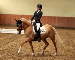 dressage horse Daily Gold (German Riding Pony, 2018, from Danny Gold)