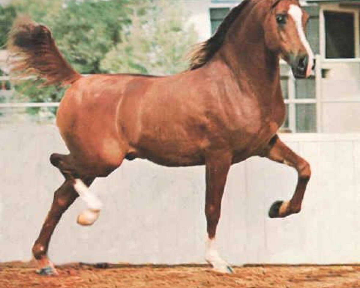 Pferd El Moraduke ox (Vollblutaraber, 1975, von Galero ox)