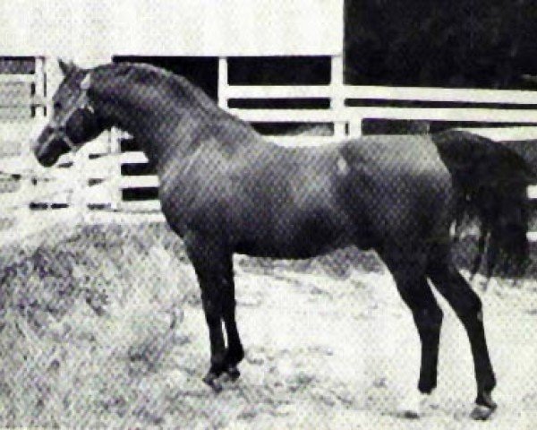 horse Islam ox (Arabian thoroughbred, 1939, from Gulastra ox)