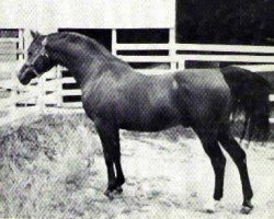 horse Islam ox (Arabian thoroughbred, 1939, from Gulastra ox)