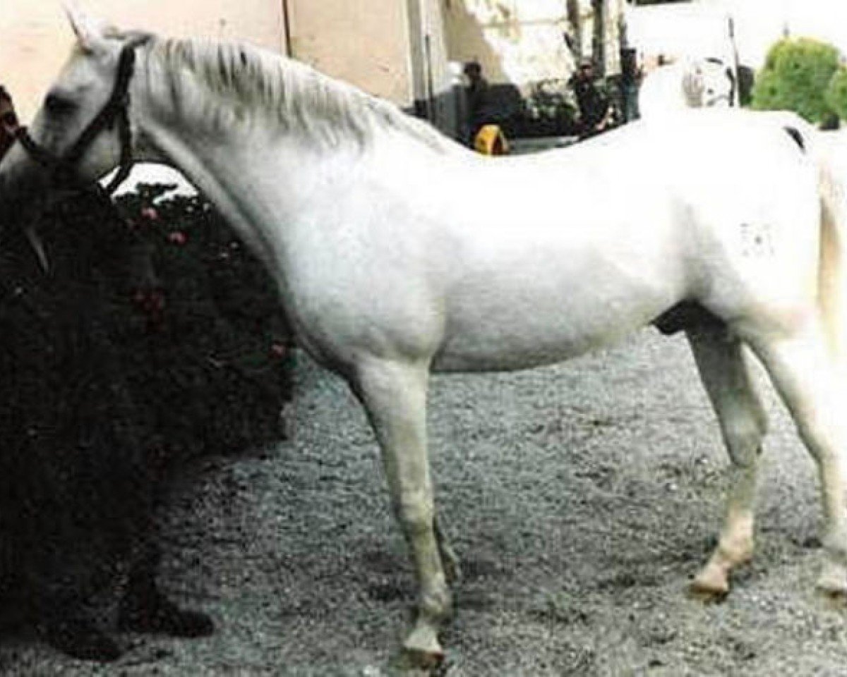 stallion Galeon ox (Arabian purebred, 1965, from Zancudo 1958 ox)