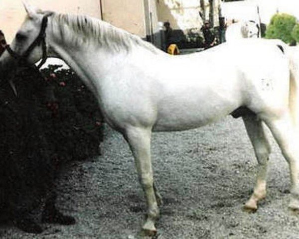 stallion Galeon ox (Arabian thoroughbred, 1965, from Zancudo 1958 ox)