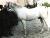 stallion Galeon ox (Arabian thoroughbred, 1965, from Zancudo 1958 ox)