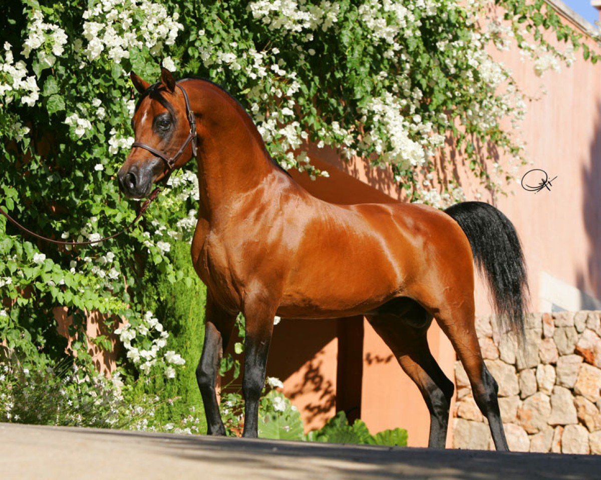 stallion El Perfecto ox (Arabian purebred, 1988, from Vallehermoso ox)